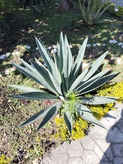Agave tequilana