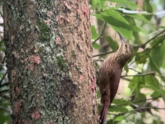 Xiphocolaptes promeropirhynchus