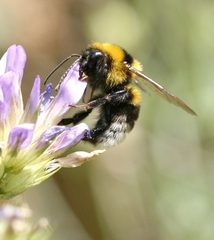 Bombus argillaceus
