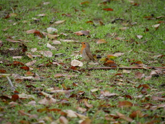 Erithacus rubecula