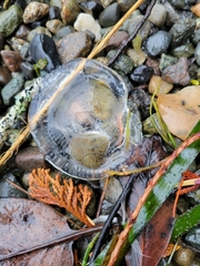 Aequorea victoria