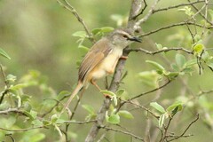 Prinia subflava