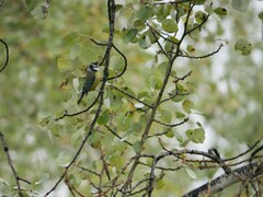 Cyanistes caeruleus