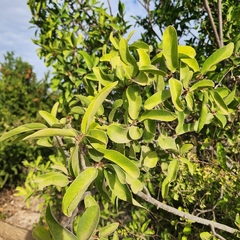 Pleradenophora bilocularis