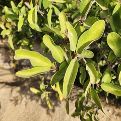 Pleradenophora bilocularis