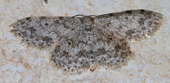 Scopula plantagenaria