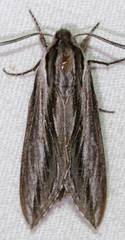 Sphinx vanbuskirki