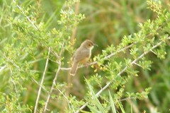 Cisticola erythrops