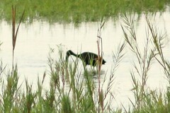 Anastomus lamelligerus