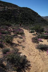 Heliophila variabilis