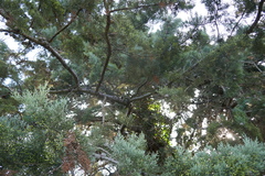 Cupressus sempervirens