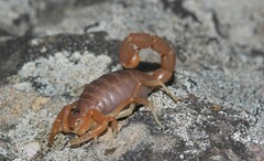 Parabuthus planicauda