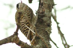 Chloropicus fuscescens