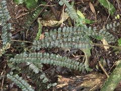 Pellaea rotundifolia
