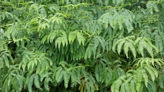 Dicranopteris