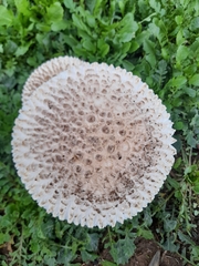 Saproamanita vittadinii