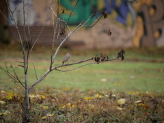 Phoenicurus ochruros