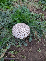 Saproamanita vittadinii