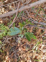 Rhodomyrtus psidioides