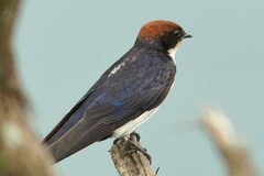 Hirundo smithii