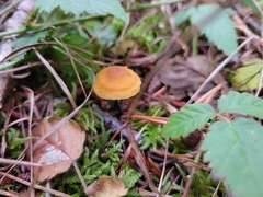 Heimiomyces fulvipes