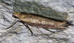 Ypsolopha