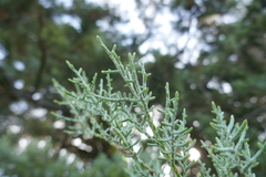 Cupressus sempervirens