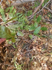 Rhodomyrtus psidioides