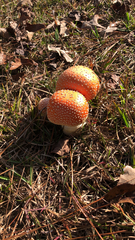 Amanita