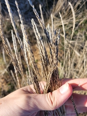 Agropyron desertorum