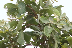 Philenoptera violacea