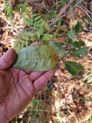 Rhodomyrtus psidioides