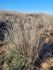 Agropyron desertorum
