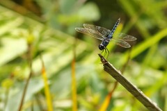 Urothemis edwardsii