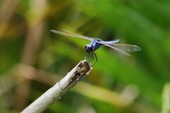 Urothemis edwardsii