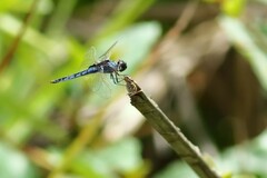 Urothemis edwardsii