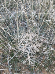 Ceratocarpus arenarius