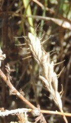 Bromus hordeaceus