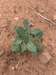 Oenothera albicaulis
