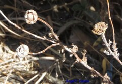 Glebionis coronaria