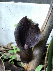 Dracontium purdieanum