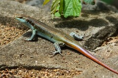 Trachylepis margaritifera