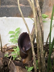 Dracontium purdieanum