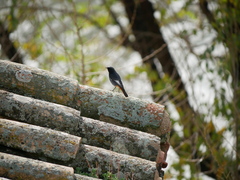 Phoenicurus ochruros