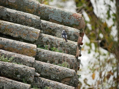 Phoenicurus ochruros