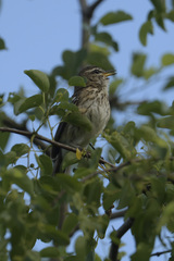 Cercotrichas leucophrys