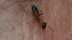 Opisthopsis rufithorax