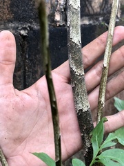 Dracontium purdieanum