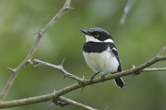 Batis molitor molitor