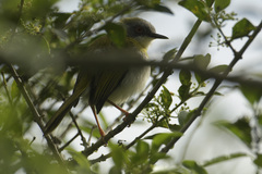 Apalis flavida